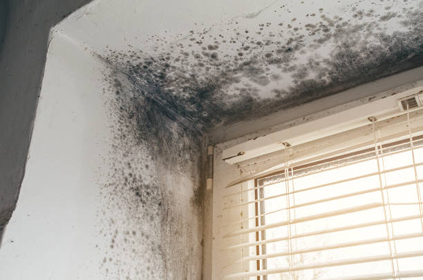 Affordable Mold Cleanup solutions in Harbert, MI