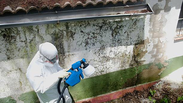 Trusted Mold Removal service in Harbert, MI - Cheap Mold Removal